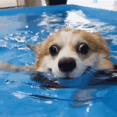 puppy gif